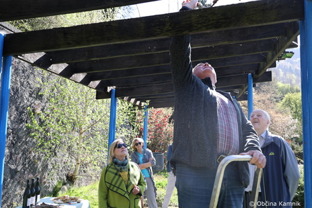 Rez kamniške trte, ki je potomka najstarejše vinske trte (7)